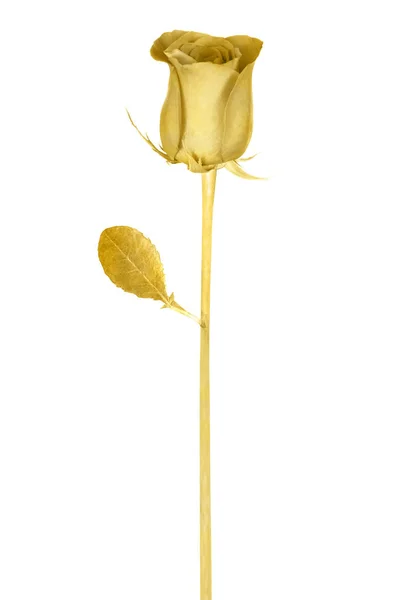 Μοναδικό χρυσό τριαντάφυλλο — Φωτογραφία Αρχείου