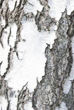 Huş kabuğu arka plan