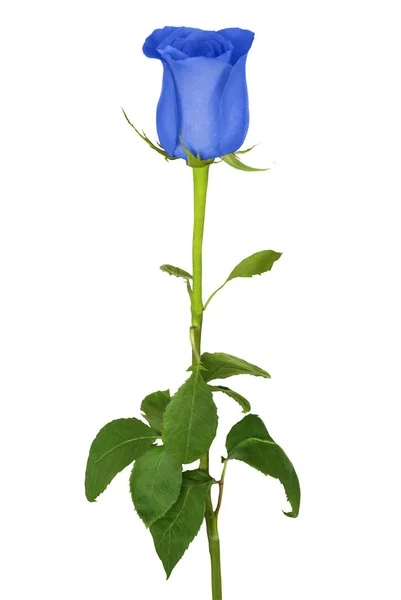 Όμορφο μπλε τριαντάφυλλο — Φωτογραφία Αρχείου