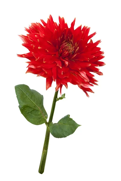 Magnifique dahlia rouge — Photo