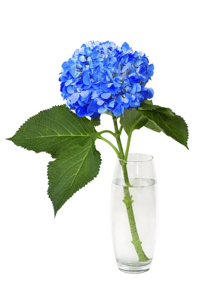 Merveilleuse hortensia bleue — Photo