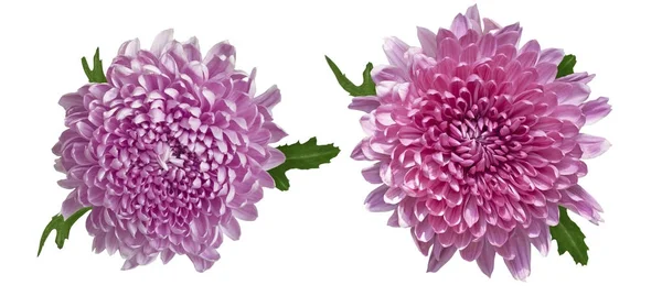 Pair of pink chrysanthemums — Stock Photo, Image