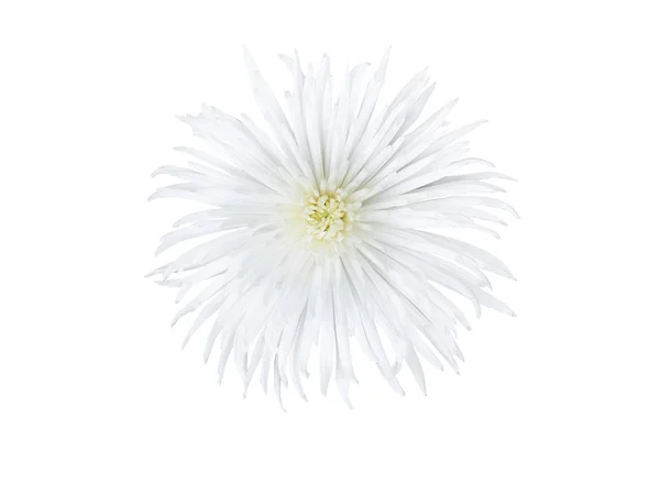 Étoile de fleur blanche — Photo