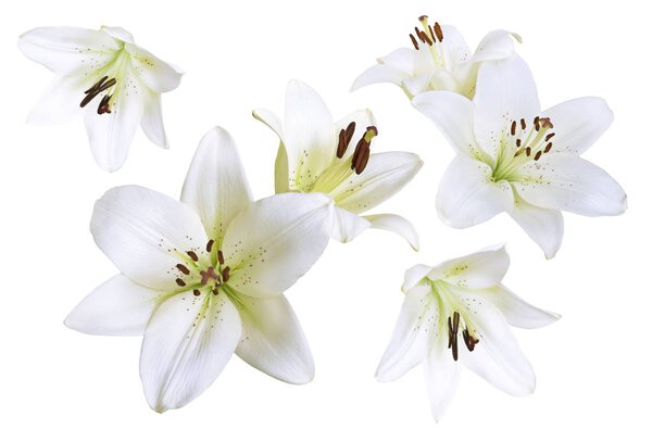 Lily flowers background