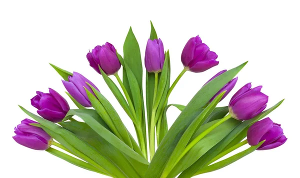 Ramo de tulipanes violetas — Foto de Stock