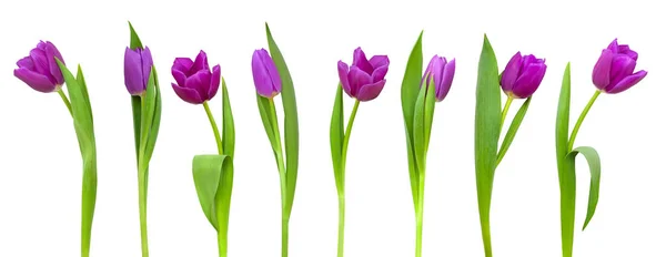 Linia fioletowe tulipany — Zdjęcie stockowe