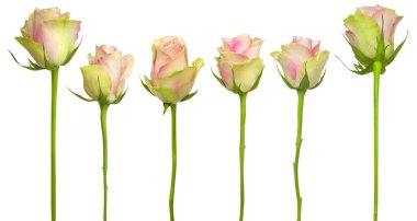 Kırmızı ve pembe güller