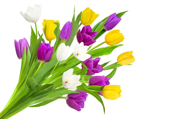 Tulipanes sobre fondo blanco — Foto de Stock