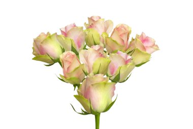 pembe Gül tomurcukları