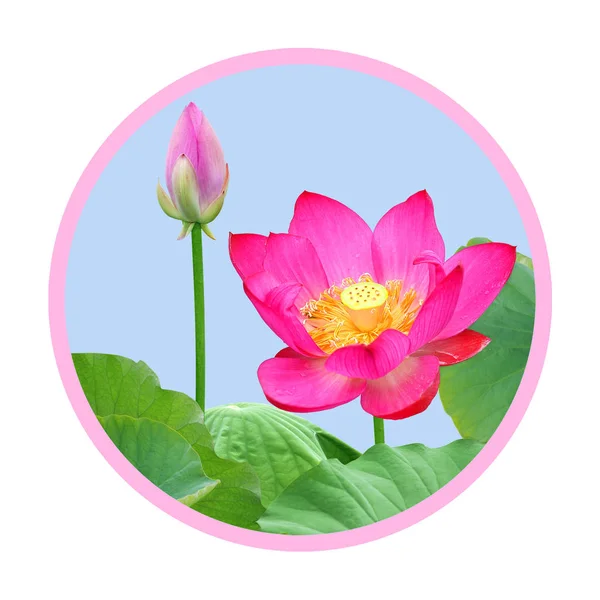 Lotus flowers in circle — Stock Photo, Image