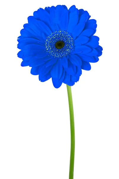 Gerbera fleur bleue — Photo