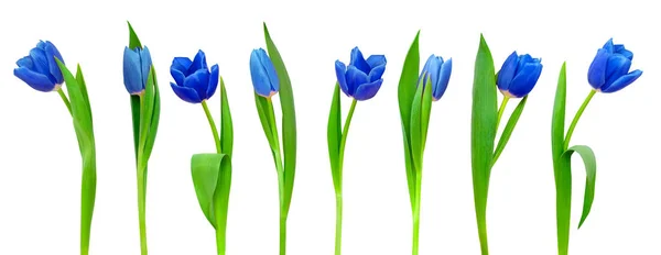 Línea de tulipanes azules — Foto de Stock