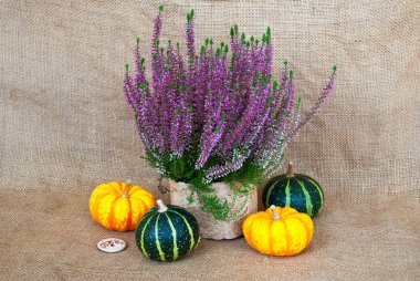 Parlak sonbahar durgun hayat