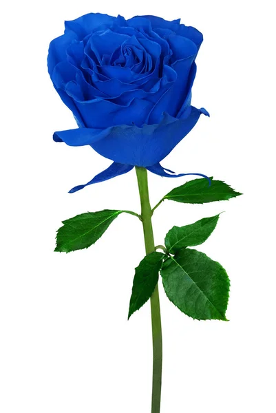 Beautiful Violet Rose Isolated White Background — Stock Photo, Image