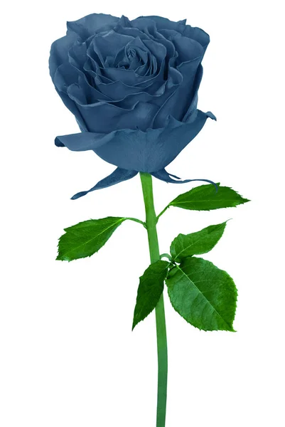Όμορφο Μπλε Γκρι Τριαντάφυλλο Απομονωμένο Λευκό Φόντο — Φωτογραφία Αρχείου