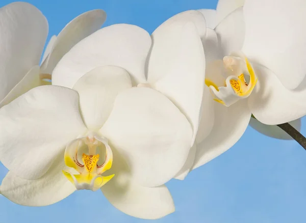 White Orchid Flower Background — Stock Photo, Image