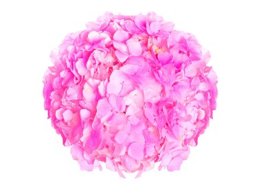 Beyaz bir arka planda izole edilmiş harika bir gül ortancası.