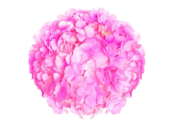 Maravillosa Hortensia Rosa Aislada Sobre Fondo Blanco — Foto de Stock