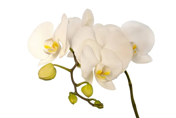 Maravilhosa Flor Orquídea Isolada Fundo Branco — Fotografia de Stock