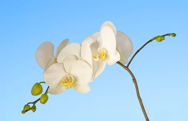 青空に白い蘭の花背景 — ストック写真