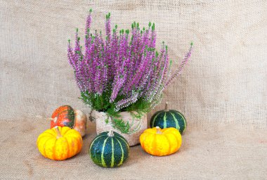 Heather ile sonbahar sakin bir hayat, çuval bezinde balkabakları