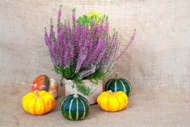 Bahar, kenevir, balkabağı ve çuval bezi arka planda yaprak ile sakin bir hayat