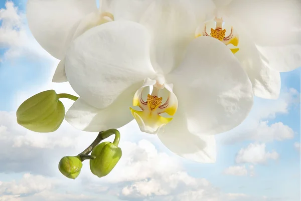 Belle Fleur Orchidée Blanche Sur Fond Ciel Bleu — Photo