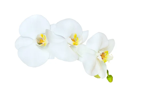 Větev Bílé Orchideje Izolované Bílém Pozadí — Stock fotografie