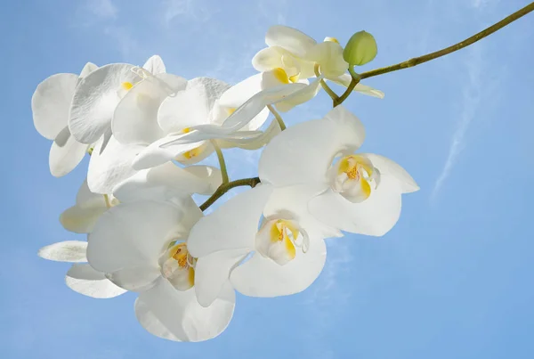 White Orchid Branch Blue Sky Background — Stock Photo, Image