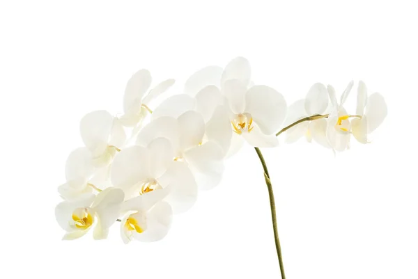 Weiße Orchidee Blume Zweig Isoliert Auf Weißem Hintergrund — Stockfoto