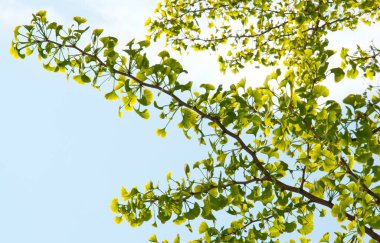 Mavi gökyüzü arka planında bahar ginkgo biloba dalı