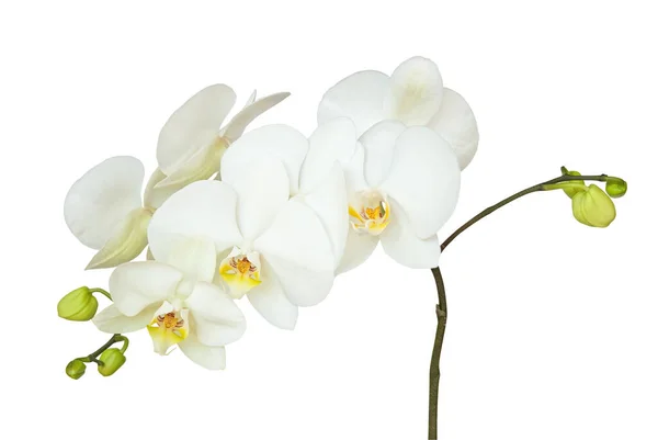 Branche Fleur Orchidée Blanche Isolée Sur Fond Blanc — Photo