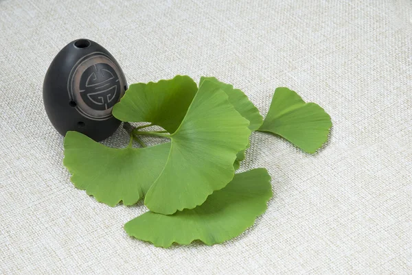 Spring branch of ginkgo biloba and vase on the canvas background