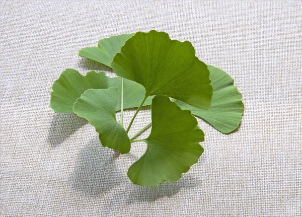 Rama Primavera Ginkgo Biloba Sobre Fondo Lona —  Fotos de Stock