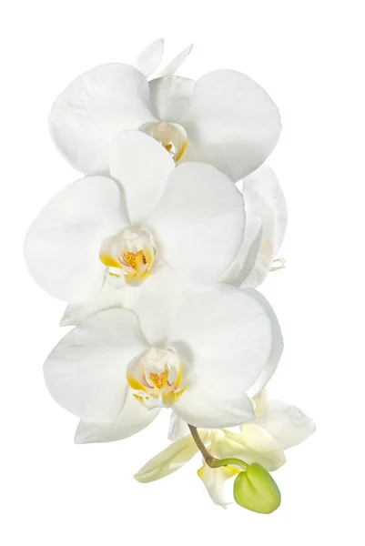 Ramo Branco Orquídea Isolado Fundo Branco — Fotografia de Stock