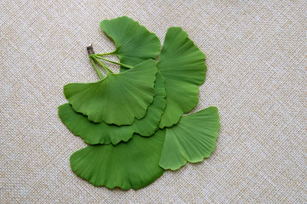 Rama Primavera Ginkgo Biloba Sobre Fondo Lona —  Fotos de Stock