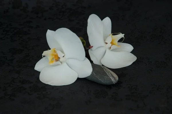 Elegante Witte Orchidee Zwarte Chinese Zijde Achtergrond — Stockfoto