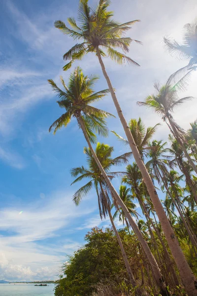 Bela praia com palmas na Ásia — Fotografia de Stock