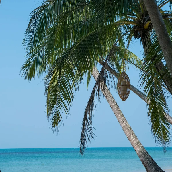 Schöner Strand mit Palmen — Stockfoto