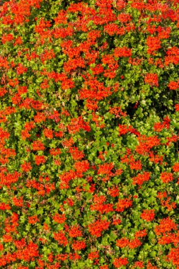 Kırmızı Bahçe Sardunya çiçekleri