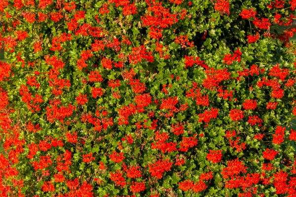 Red garden geranium flowers — Stock Photo, Image