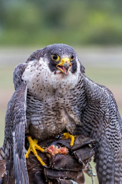 Peregrine Falcon (Falco peregrinus) — Stock Photo, Image