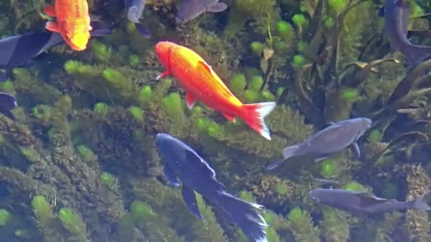 Los peces en el agua clara — Vídeos de Stock