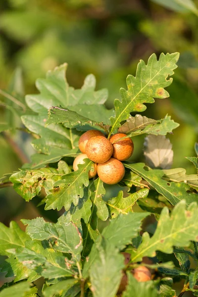 Avispa Cynips quercusfolii — Foto de Stock