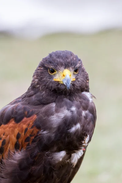 Primer plano de águila marrón —  Fotos de Stock