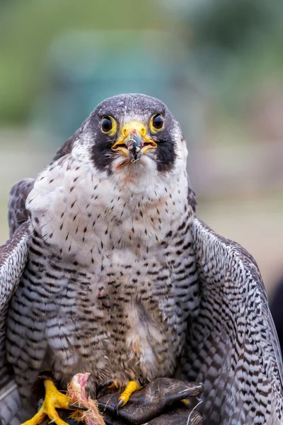 Falcon Peregrino (Falco peregrinus). Estas aves son las más rápidas — Foto de Stock