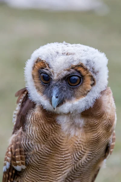 Junge braun gefleckte Eule — Stockfoto