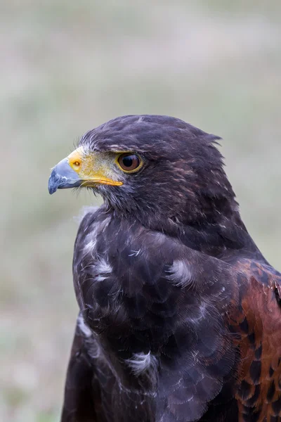 Primer plano de águila marrón — Foto de Stock