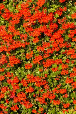 Kırmızı Bahçe Sardunya çiçekleri