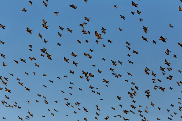 Team of starlings eat very much grapes — Stock Photo, Image